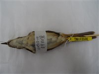 藏品(遠東樹鶯)的圖片